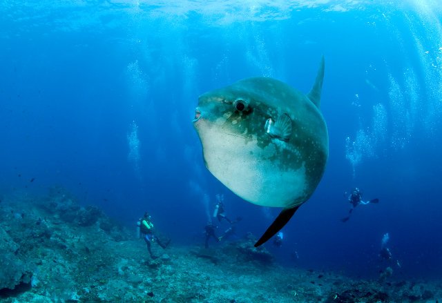 scuba divers and Ocean Sunfish, Mola Mola, Crystal Bay, Nusa Penida, Bali Island, Indonesia, Pacific Ocean