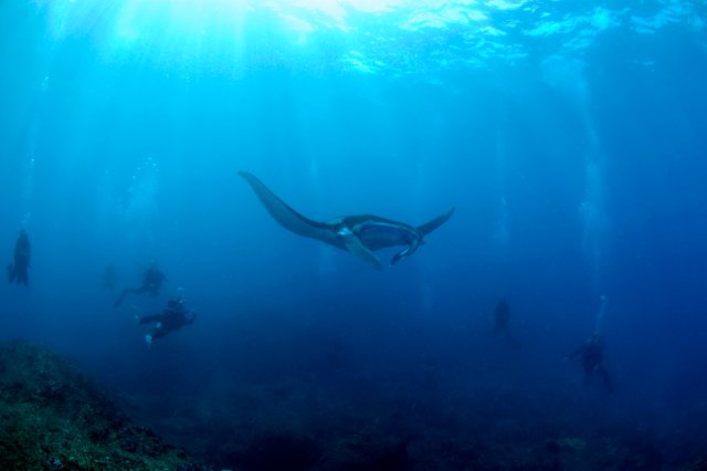 MANTA POINT